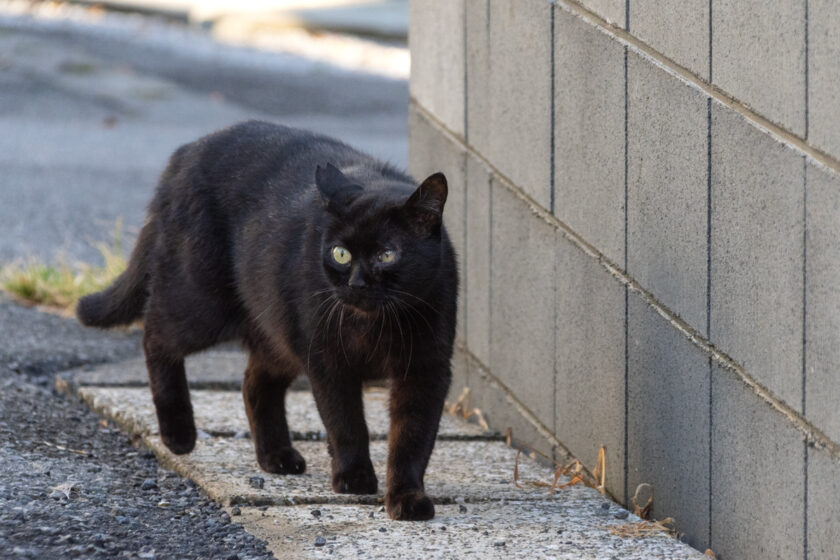 日野市の猫