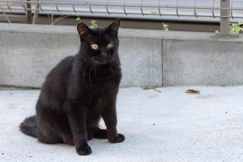 日野市の猫