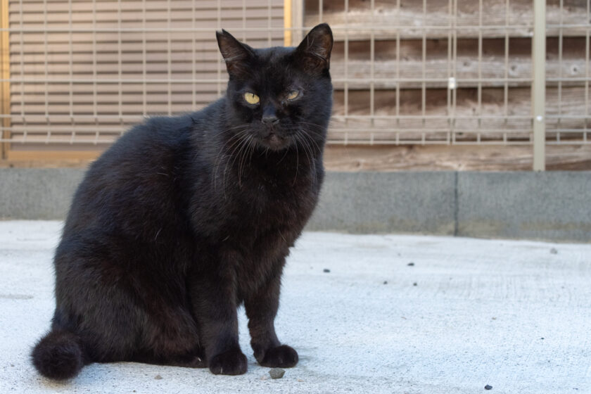 日野市の猫