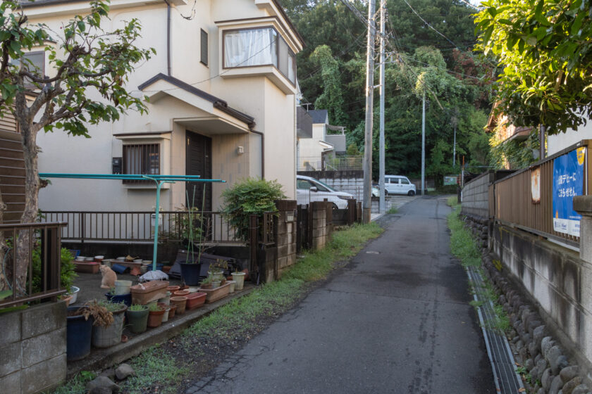 日野市の猫