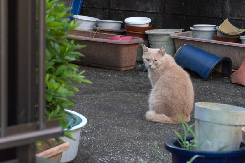 日野市の猫