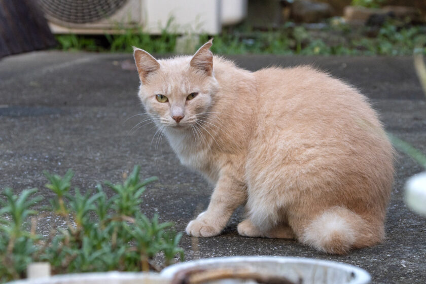 日野市の猫