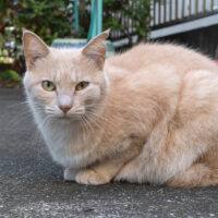 日野市の猫