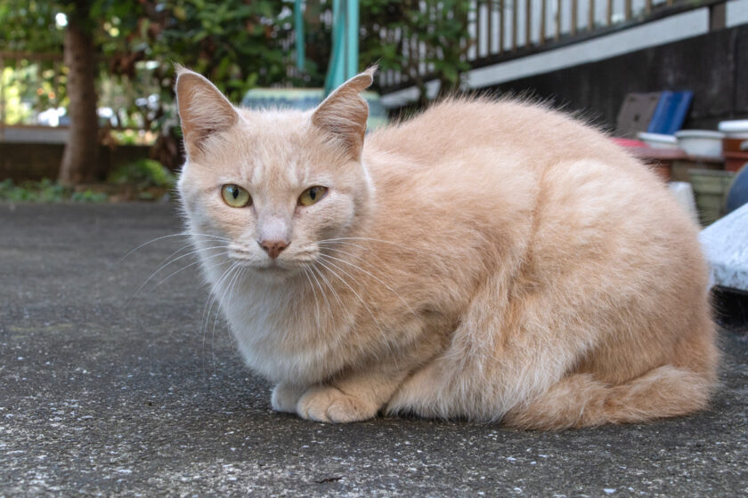 日野市の猫