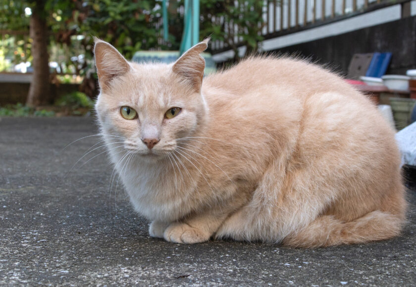 日野市の猫