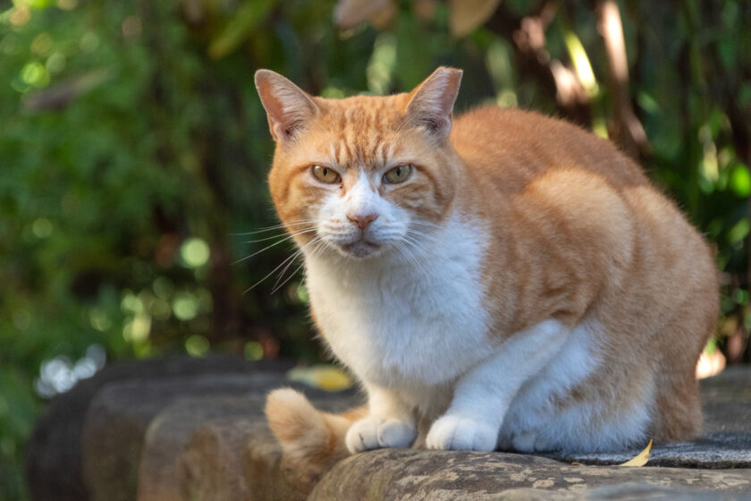 日野市の猫