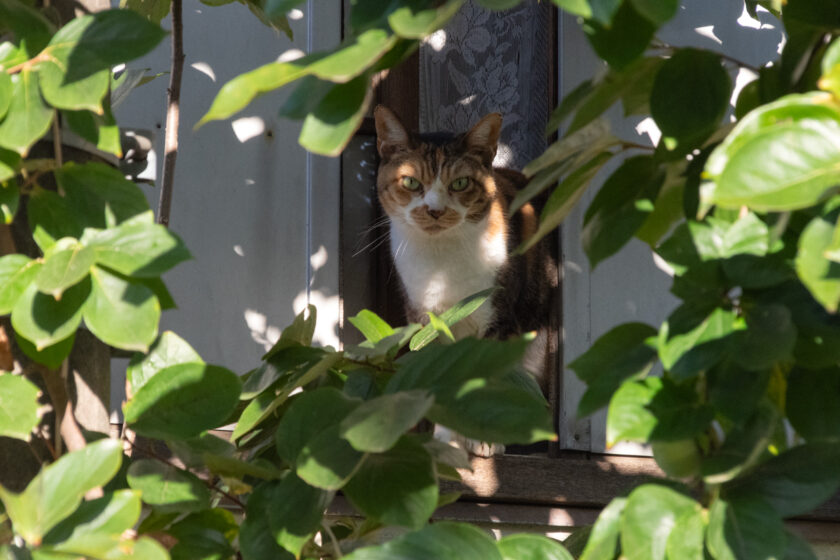 日野市の猫