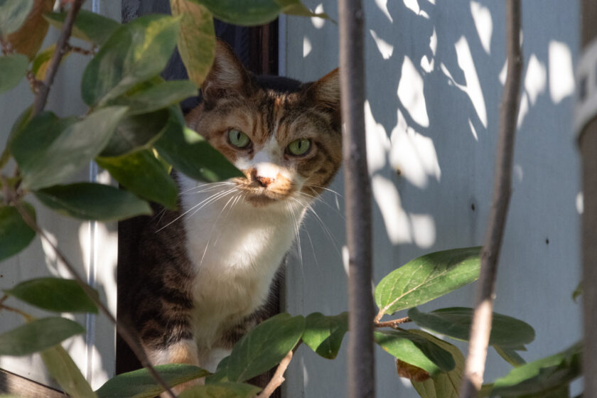 日野市の猫