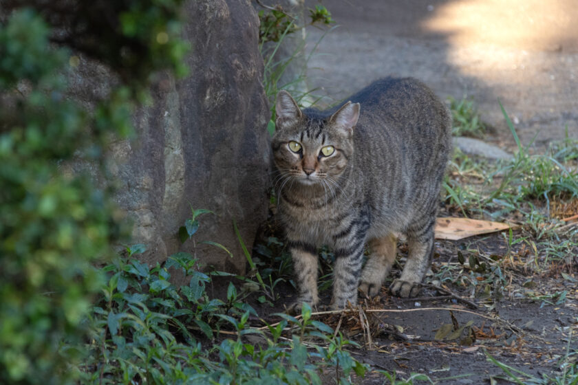 日野市の猫