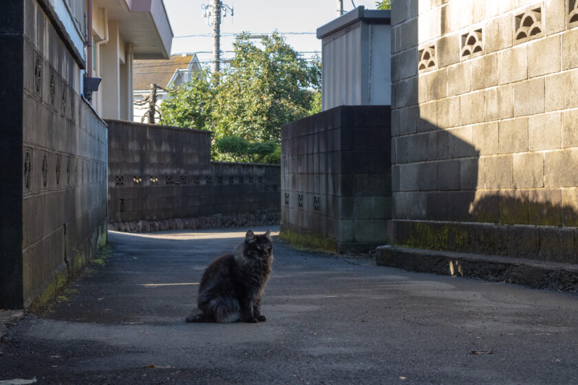 日野市の猫
