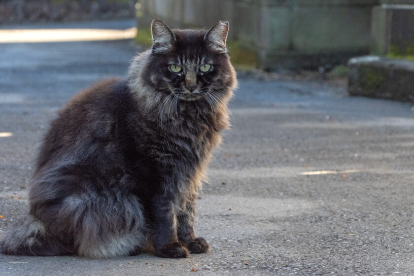 日野市の猫