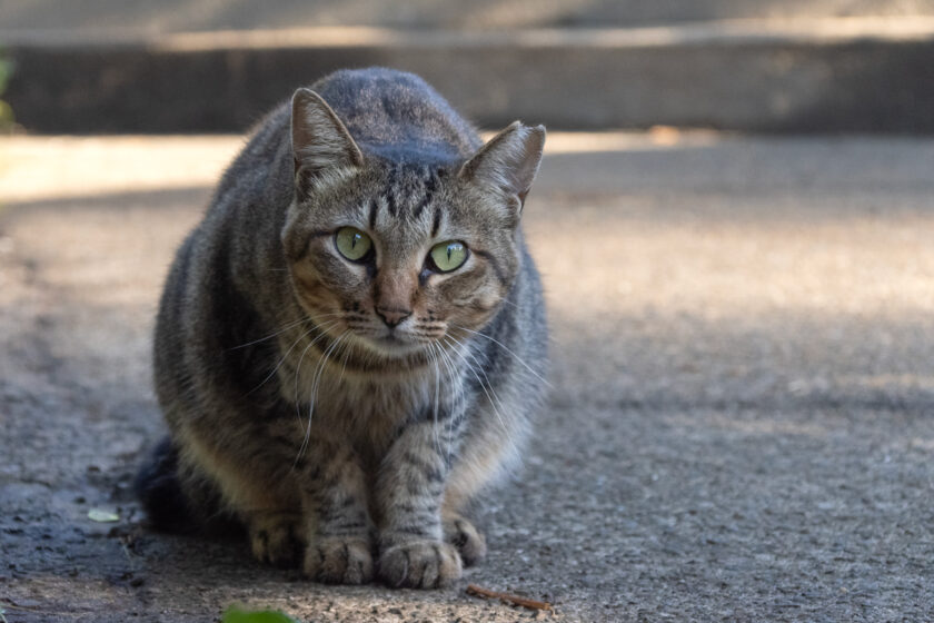 日野市の猫