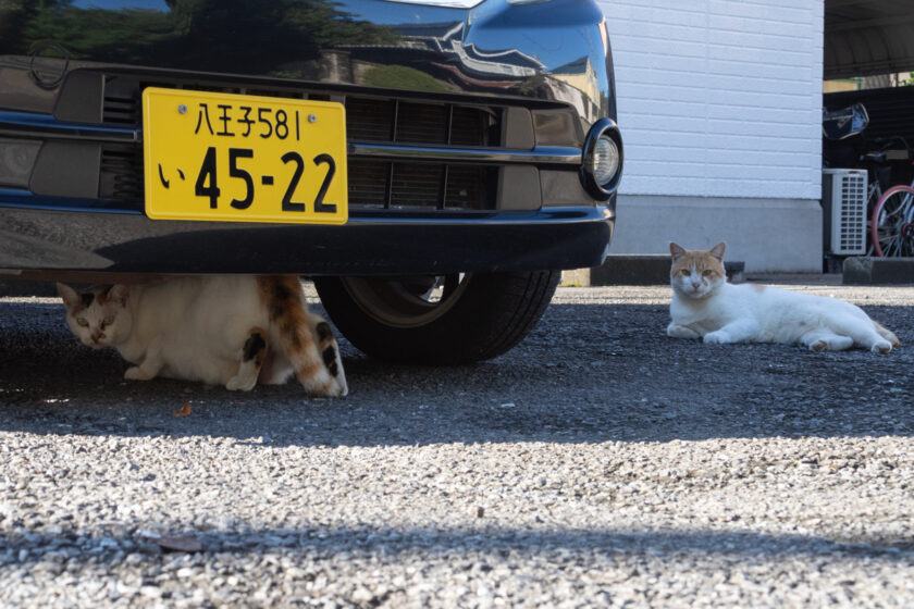 日野市の猫