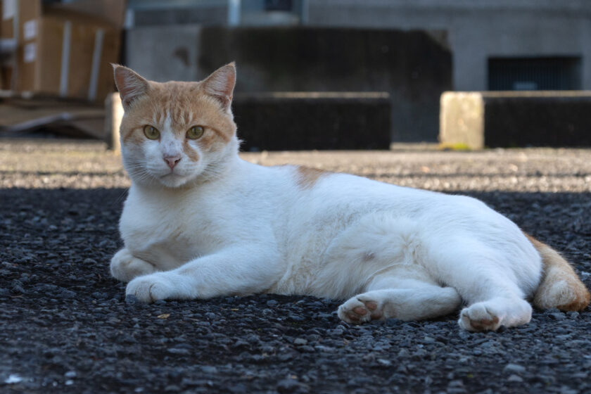 日野市の猫