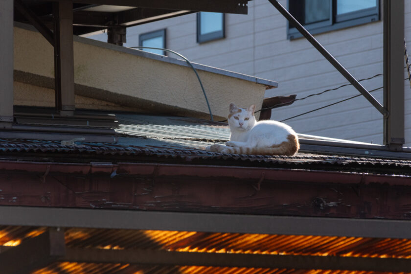 日野市の猫