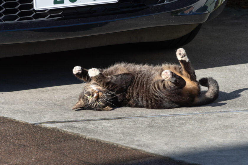 日野市の猫