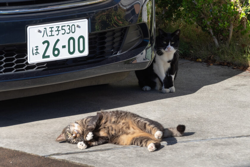 日野市の猫