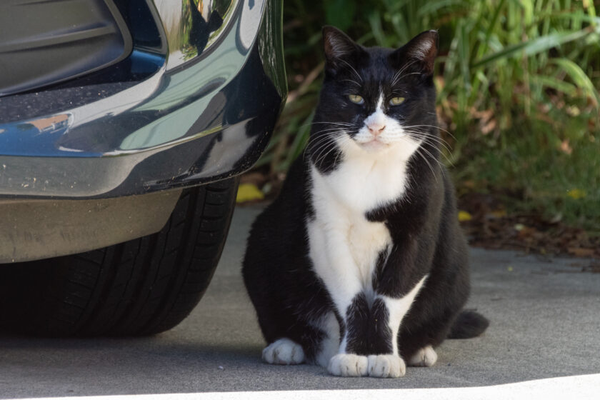 日野市の猫