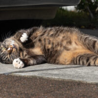 日野市の猫