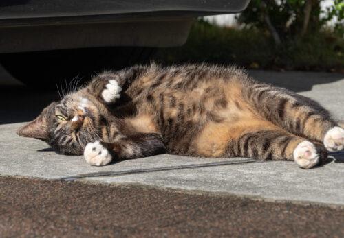 日野市の猫