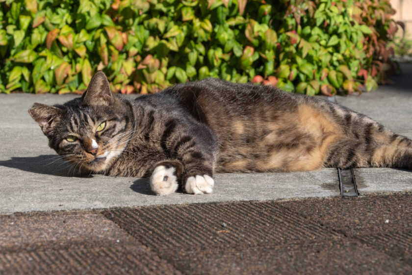 日野市の猫