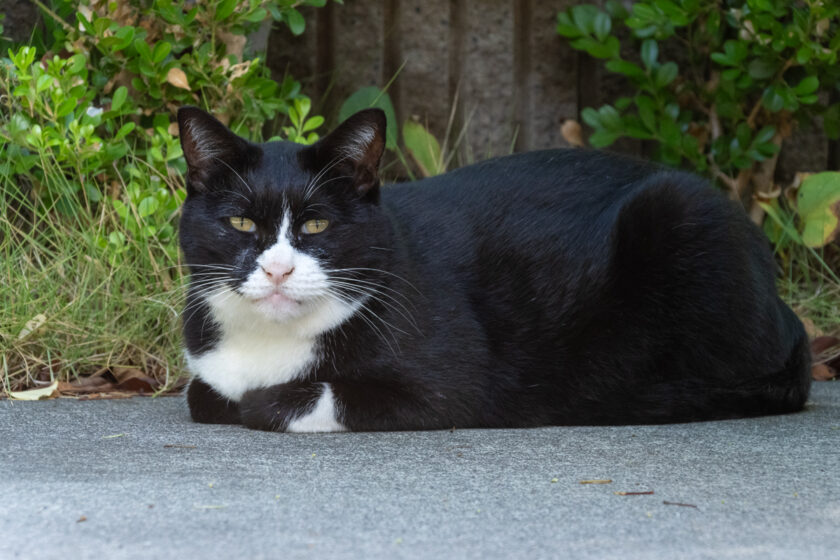 日野市の猫