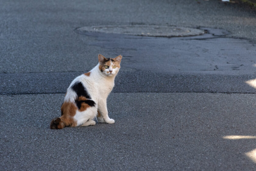 日野市の猫
