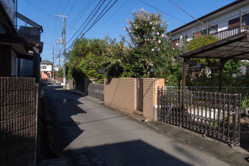 日野市の猫