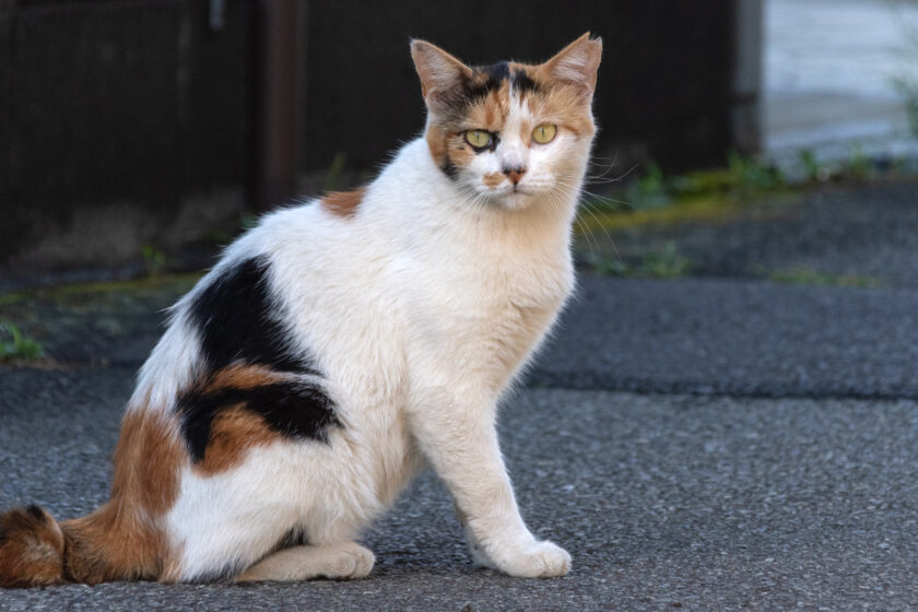 日野市の猫