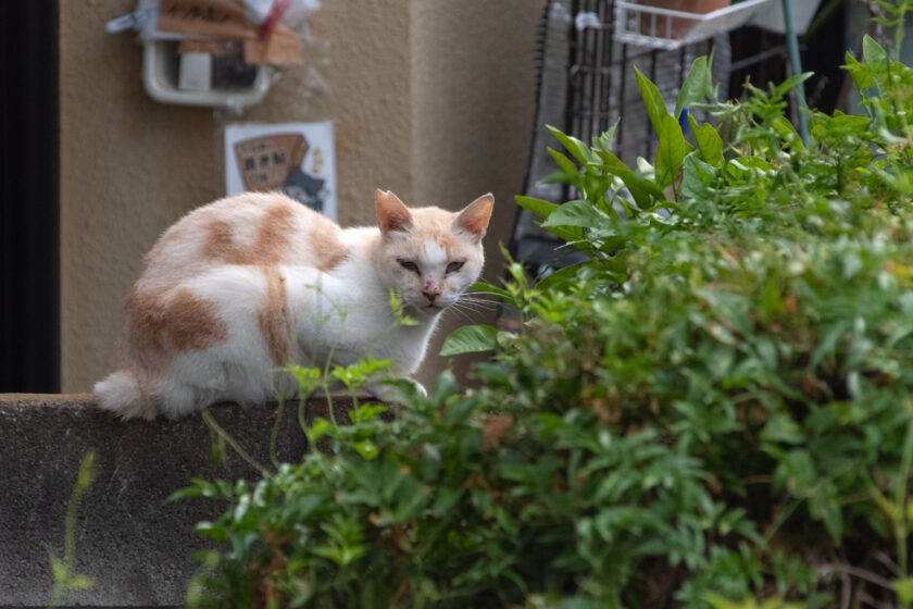 稲城市の猫