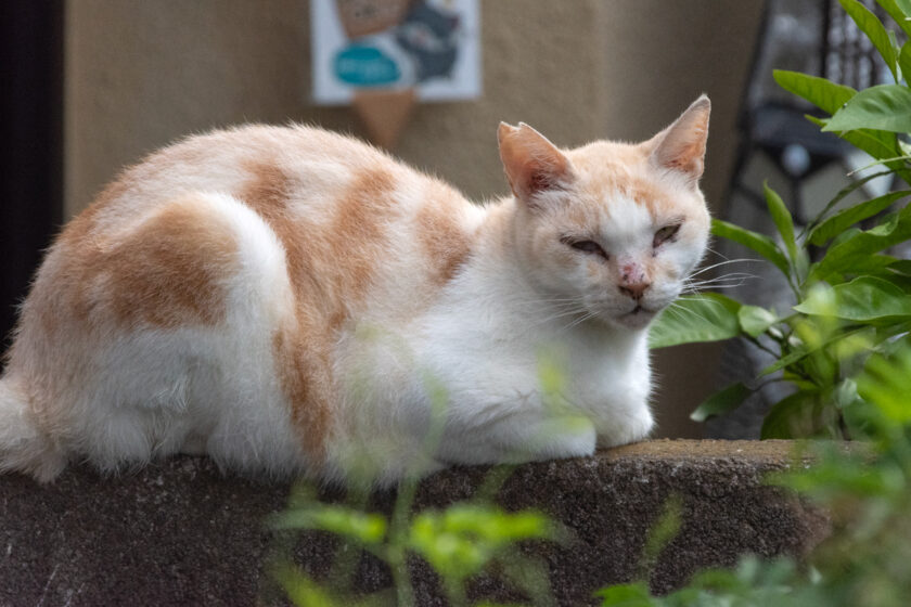 稲城市の猫