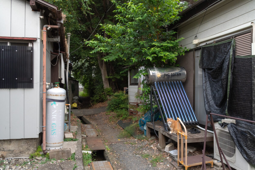 稲城市の猫