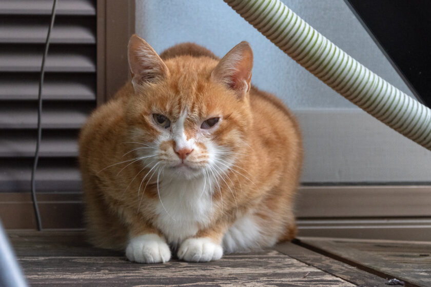 稲城市の猫