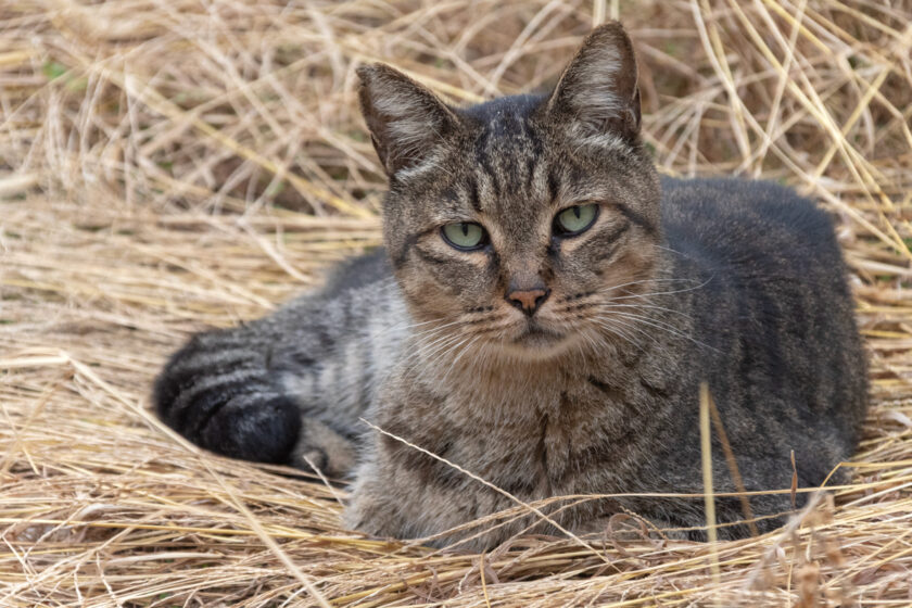 川崎市の猫
