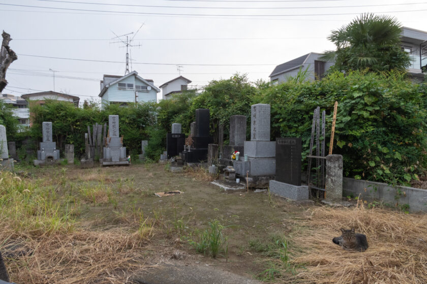 川崎市の猫
