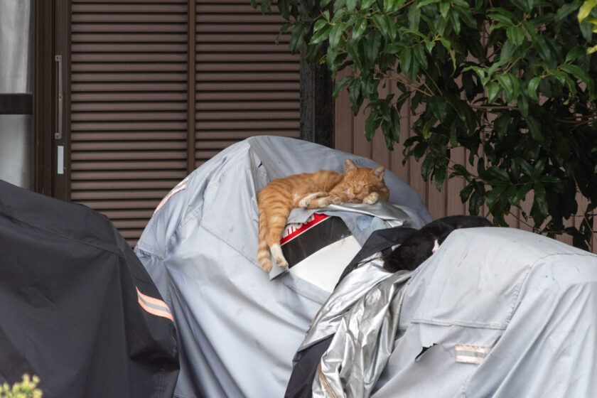 川崎市の猫