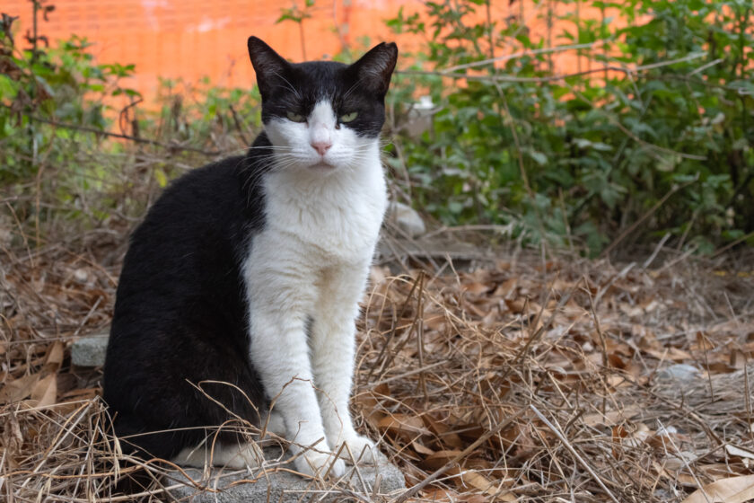 川崎市の猫