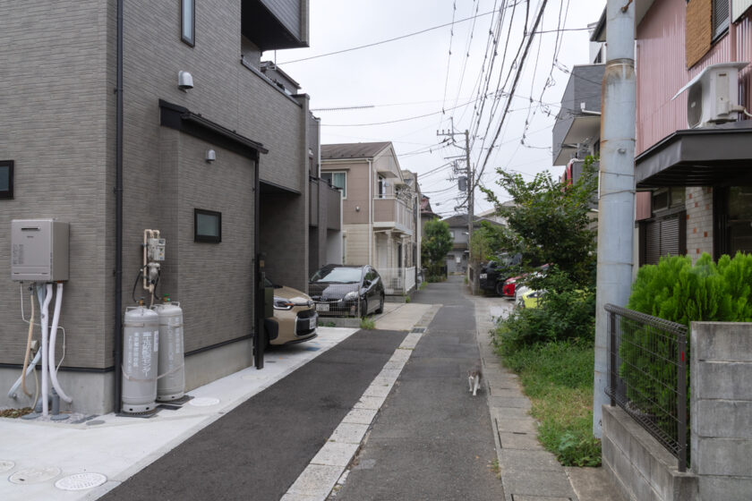 川崎市の猫