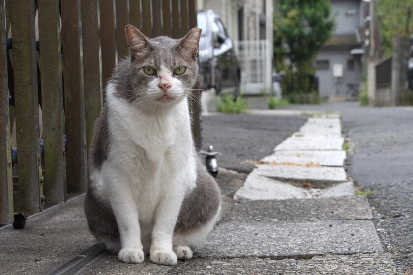 川崎市の猫