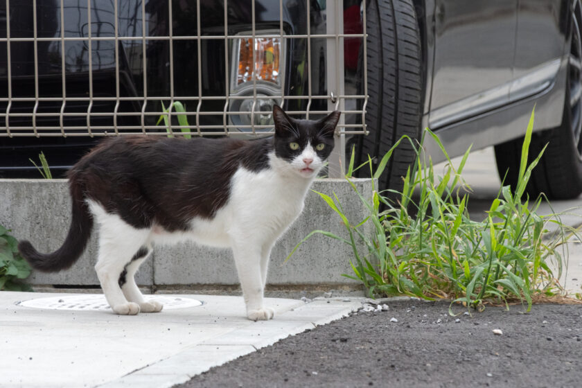 川崎市の猫