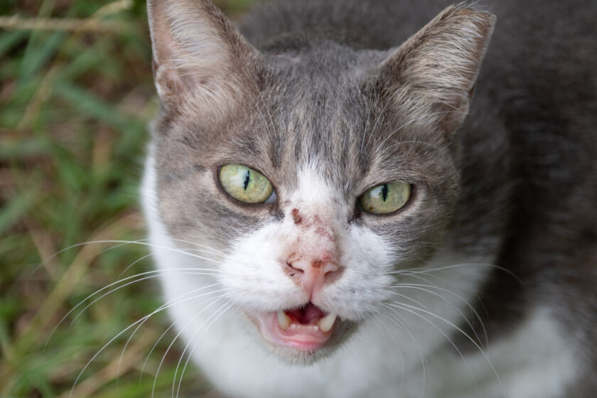 川崎市の猫