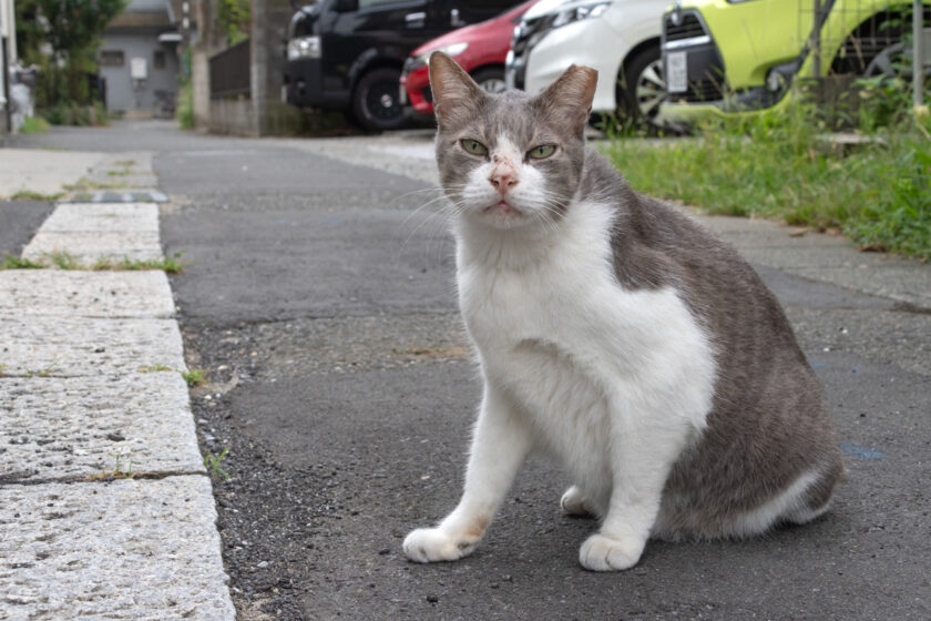 川崎市の猫
