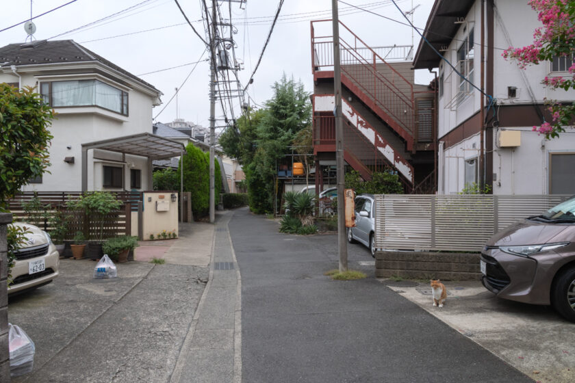 川崎市の猫