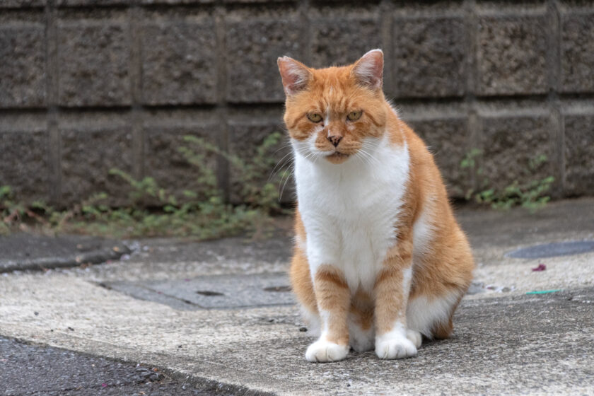 川崎市の猫