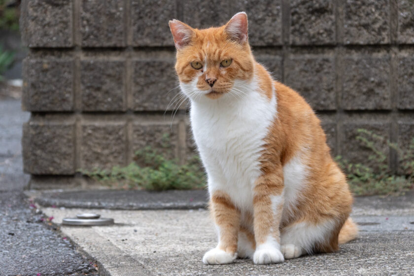 川崎市の猫