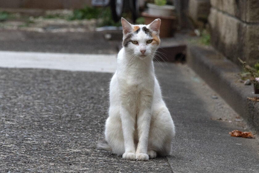 川崎市の猫