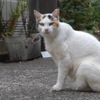 川崎市の猫