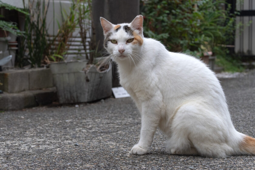 川崎市の猫