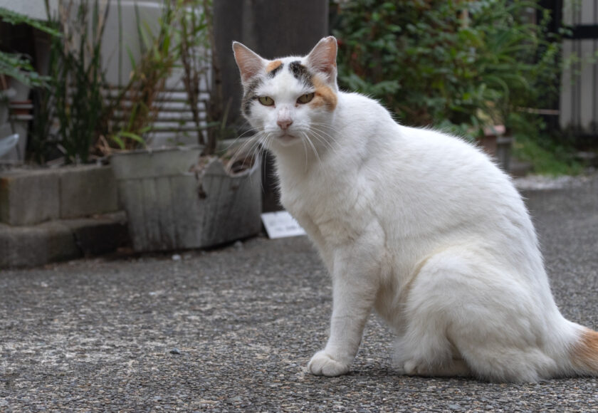 川崎市の猫