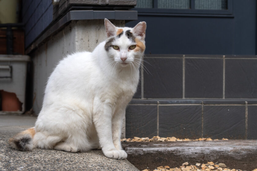 川崎市の猫